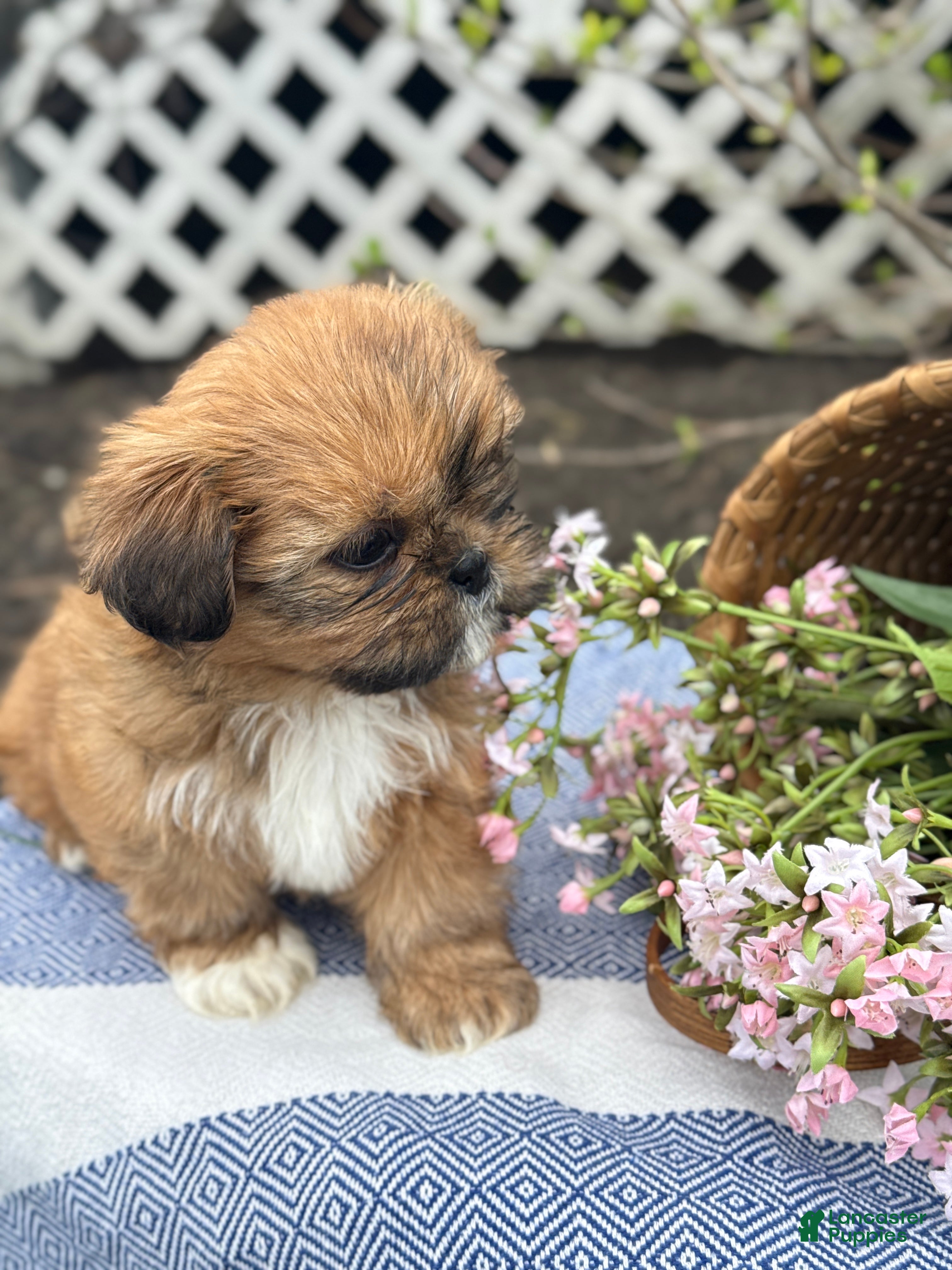 Shih Tzu dogs Marigold - Ad 2
