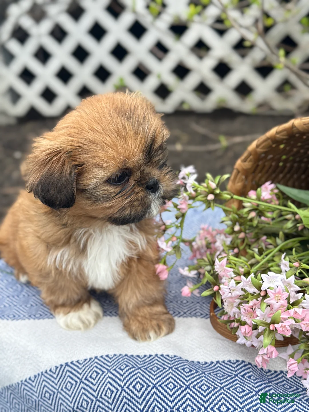 Shih Tzu dogs for sale: Marigold - Ad 2
