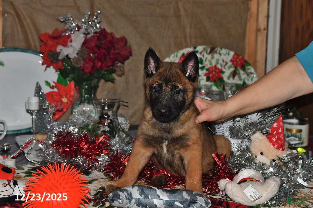 Belgian Malinois dogs for sale: Rex - Ad 7