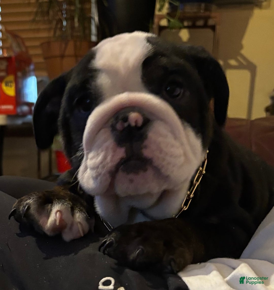 English Bulldog dogs for sale: Nugget - Ad 4