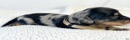 Miniature Dachshund dogs for sale: Chocolate - Ad 4