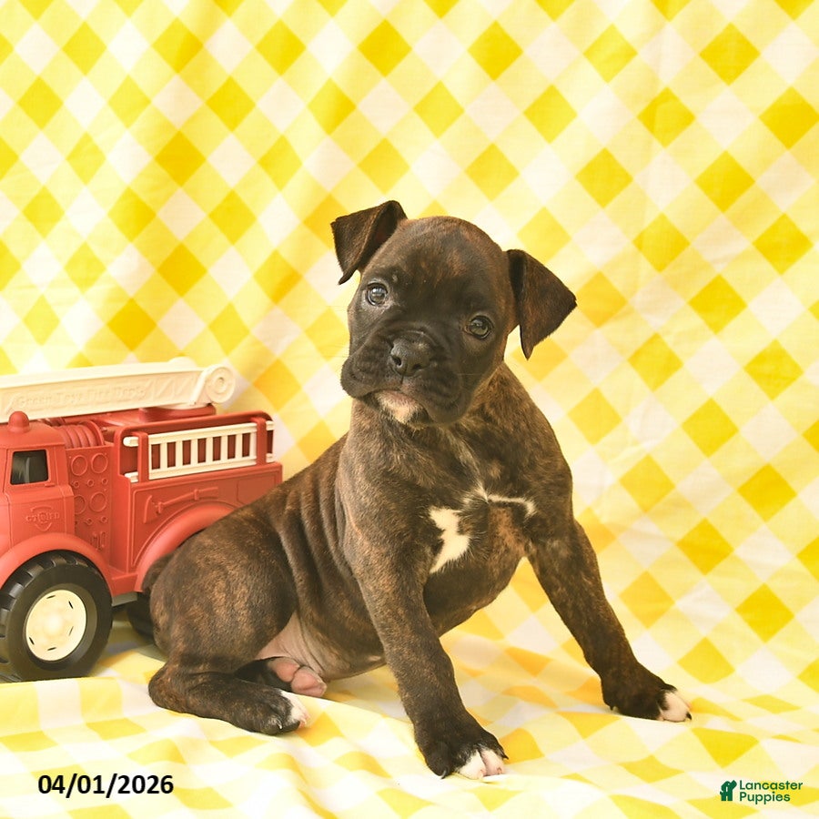 Boxer dogs for sale: Kayla  - Ad 4