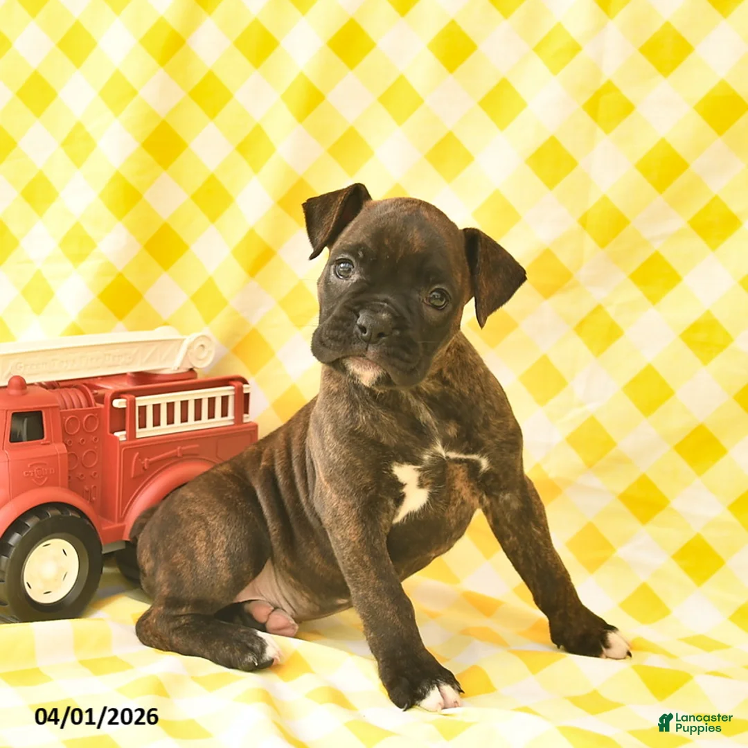 Boxer dogs for sale: Kayla  - Ad 1