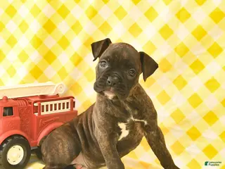 Boxer dogs for sale: Kayla - Ad 4