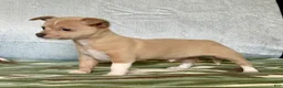 Chiweenie dogs for sale: Rambo - Ad 6