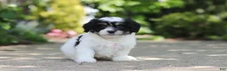 Cavachon dogs for sale: Dory - Ad 3