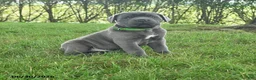 Cane Corso dogs for sale: Rolo - Ad 1