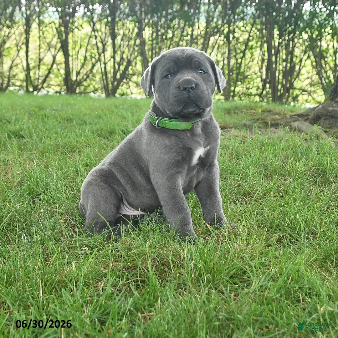 Cane Corso dogs for sale: Rolo - Ad 1