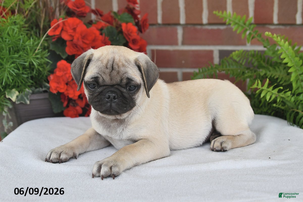 Pug dogs for sale: Shadow - Ad 4