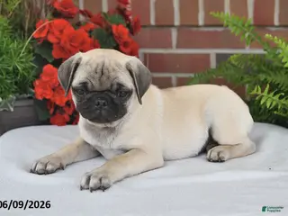 Pug dogs for sale: Shadow - Ad 4