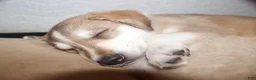 Gerberian Shepsky dogs for sale: Ragnar  - Ad 8