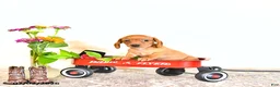 Miniature Dachshund dogs for sale: Candy - Ad 4