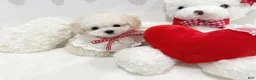 Toy Poodle dogs for sale: Cosita - Ad 3