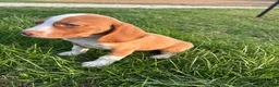 Beagle dogs for sale: Goose - Ad 1