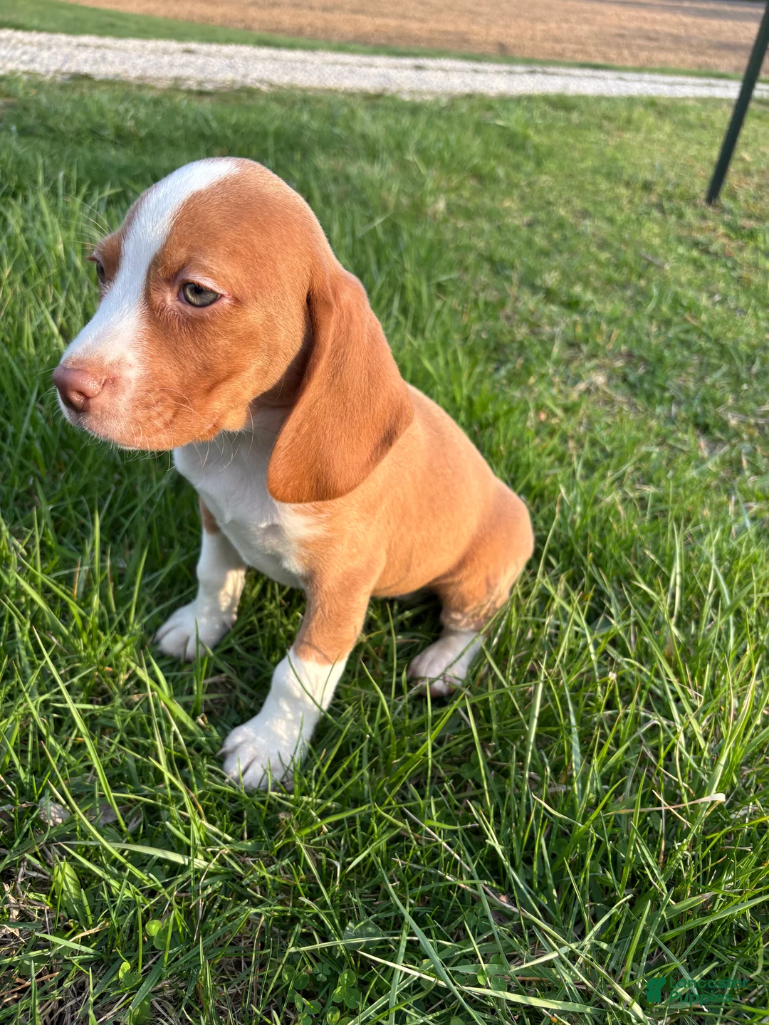 Beagle dogs for sale: Goose - Ad 1