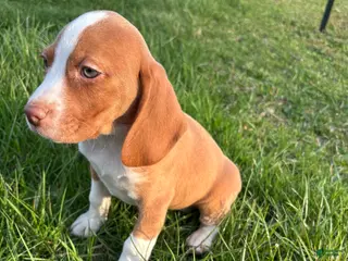 Beagle dogs Goose - Ad 35