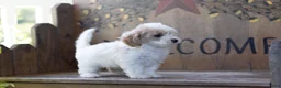 Maltipoo dogs for sale: Maltipoo 2 - Ad 3