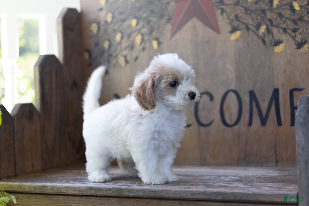 Maltipoo dogs for sale: Maltipoo 2 - Ad 3
