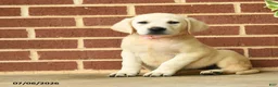 Labrador Retriever dogs for sale: Beth - Ad 5