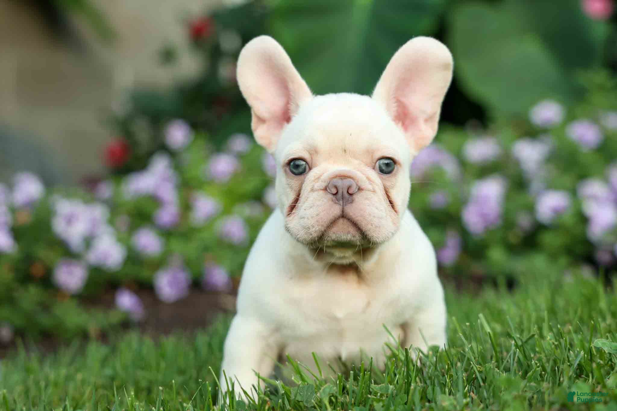 French Bulldog dogs Snoopy 🐶 - Ad 1