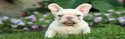 French Bulldog dogs for sale: Snoopy 🐶 - Ad 4