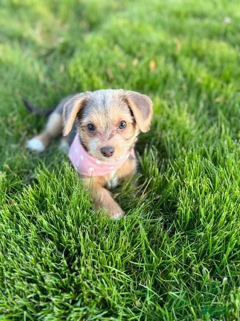 Mixed Breed dogs Rue - Female - Gray / Brown - Ad 18