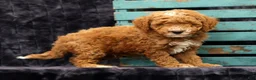 Miniature Poodle dogs for sale: Max - Ad 4