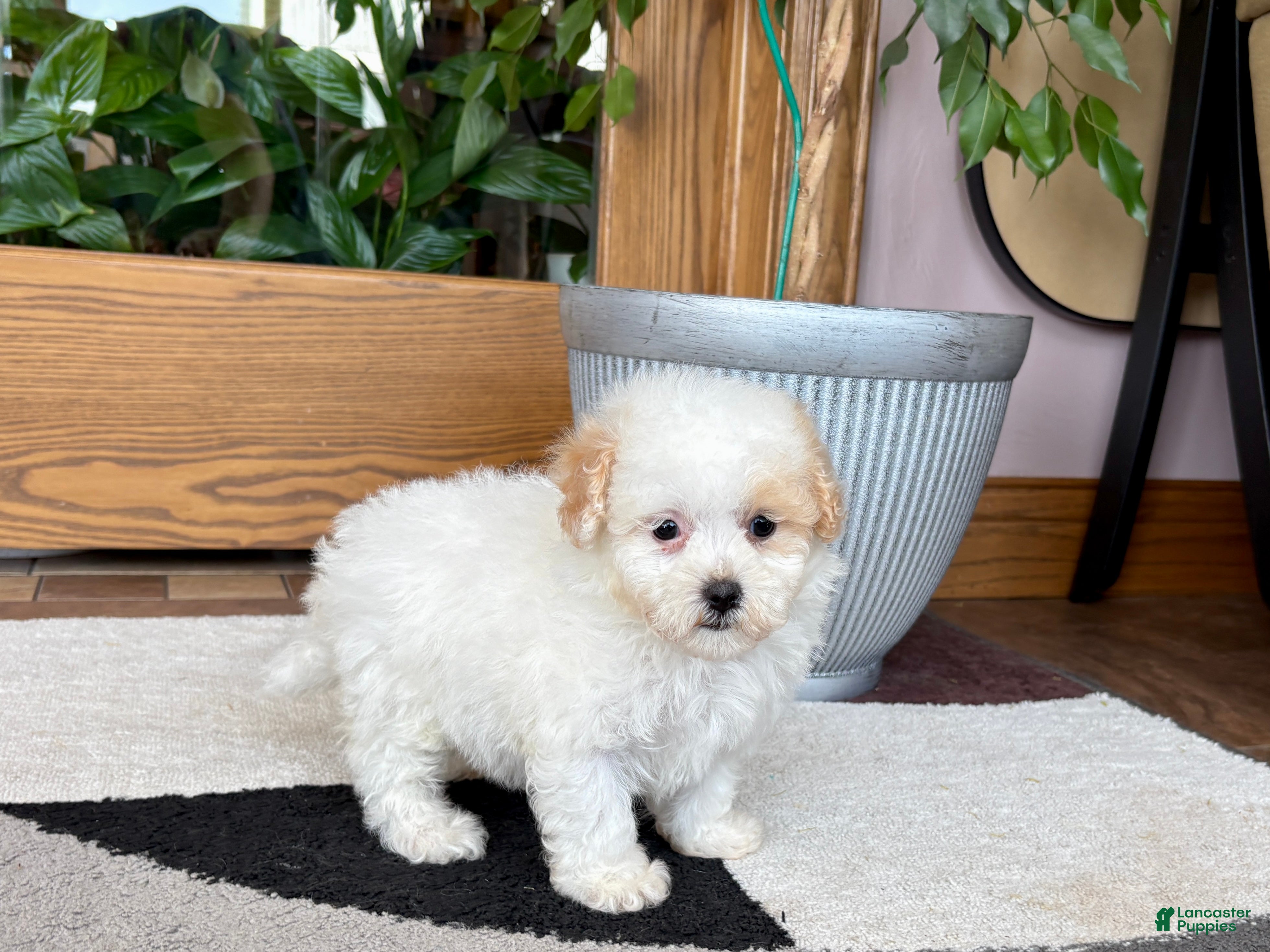 Maltipoo dogs Gigi - Ad 1