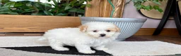 Maltipoo dogs for sale: Gigi - Ad 1