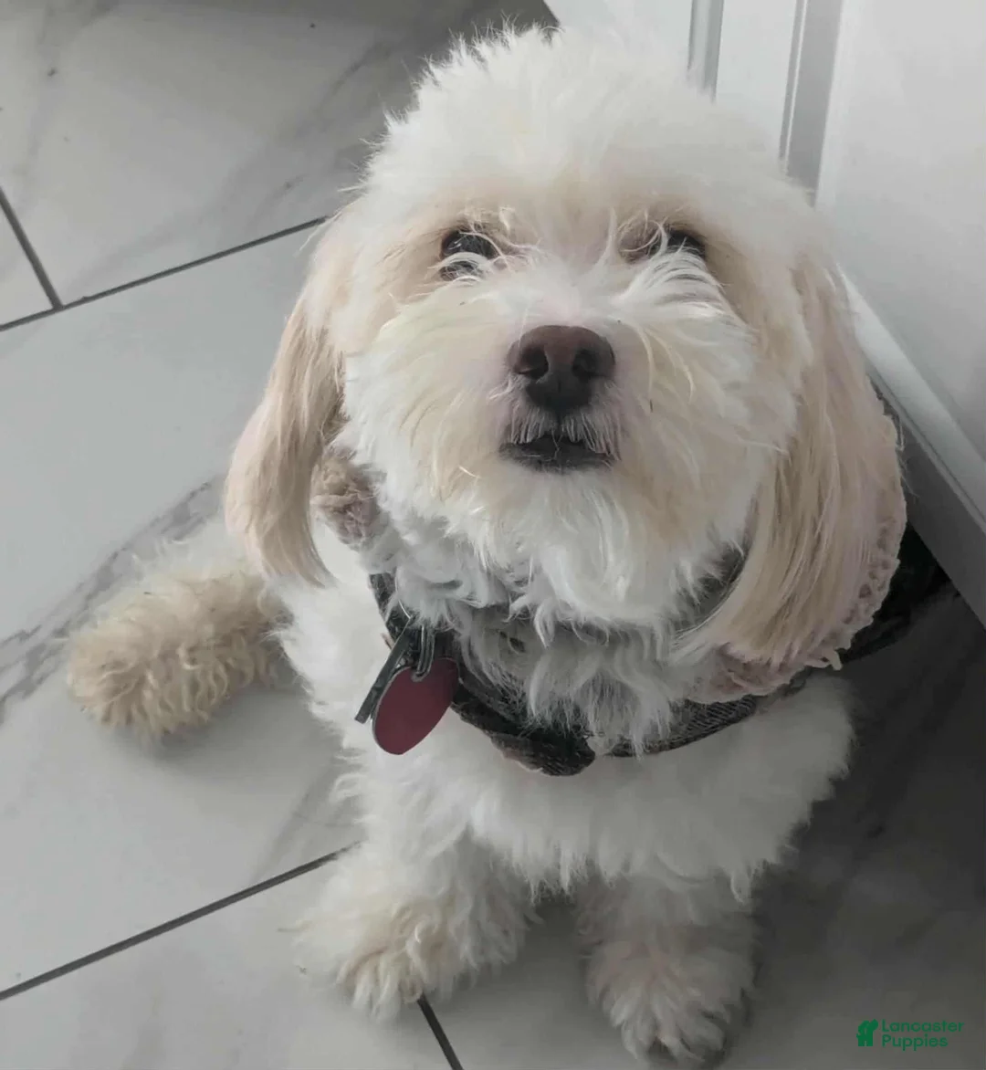 Pekingese dogs for sale: Pomapoo Puppy 2 - Ad 2