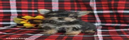 Morkie dogs for sale: Pepper - Ad 4