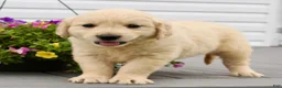 Golden Retriever dogs for sale: Molly - Ad 5