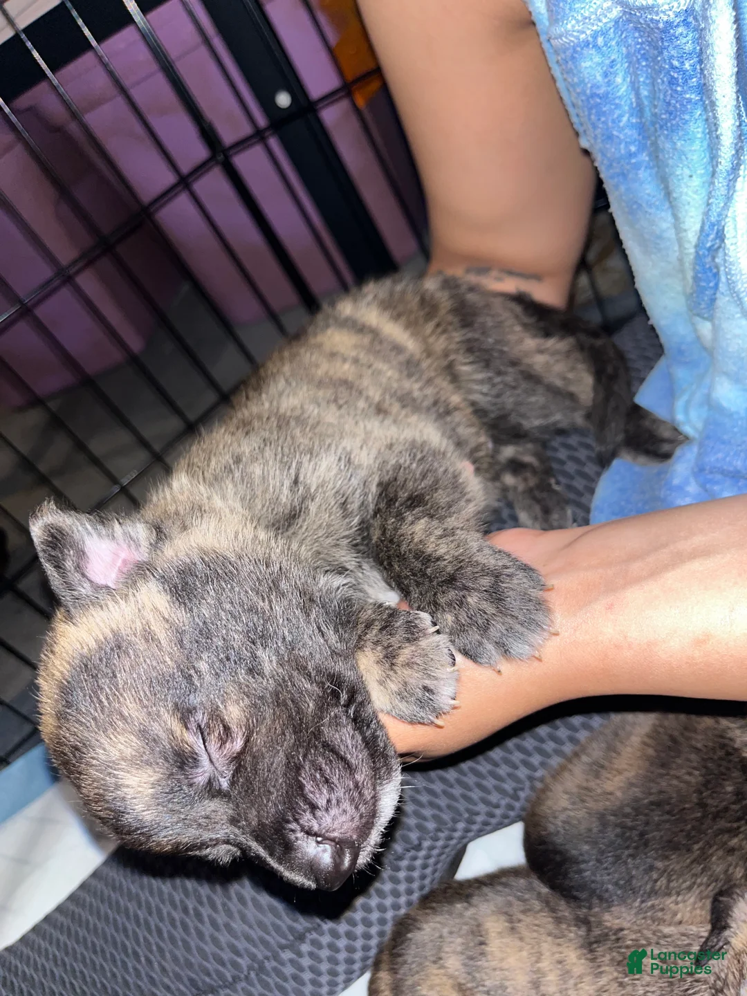 Mixed Breed dogs for sale: Black - Ad 1