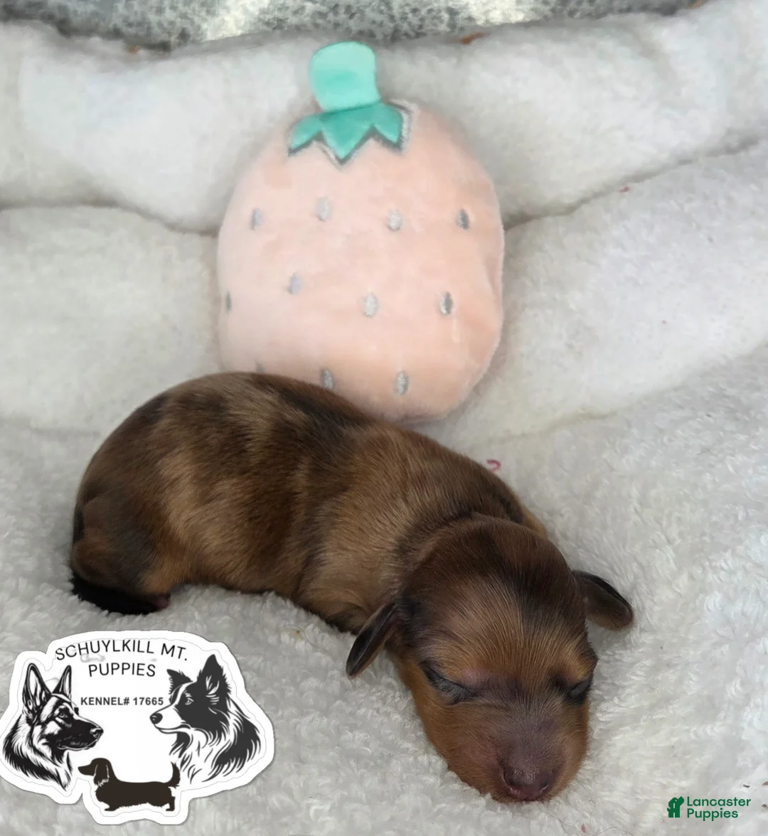Miniature Dachshund dogs for sale: Maggie - Ad 1