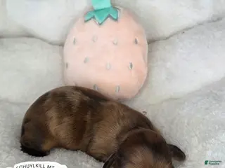 Miniature Dachshund dogs Maggie - Ad 6