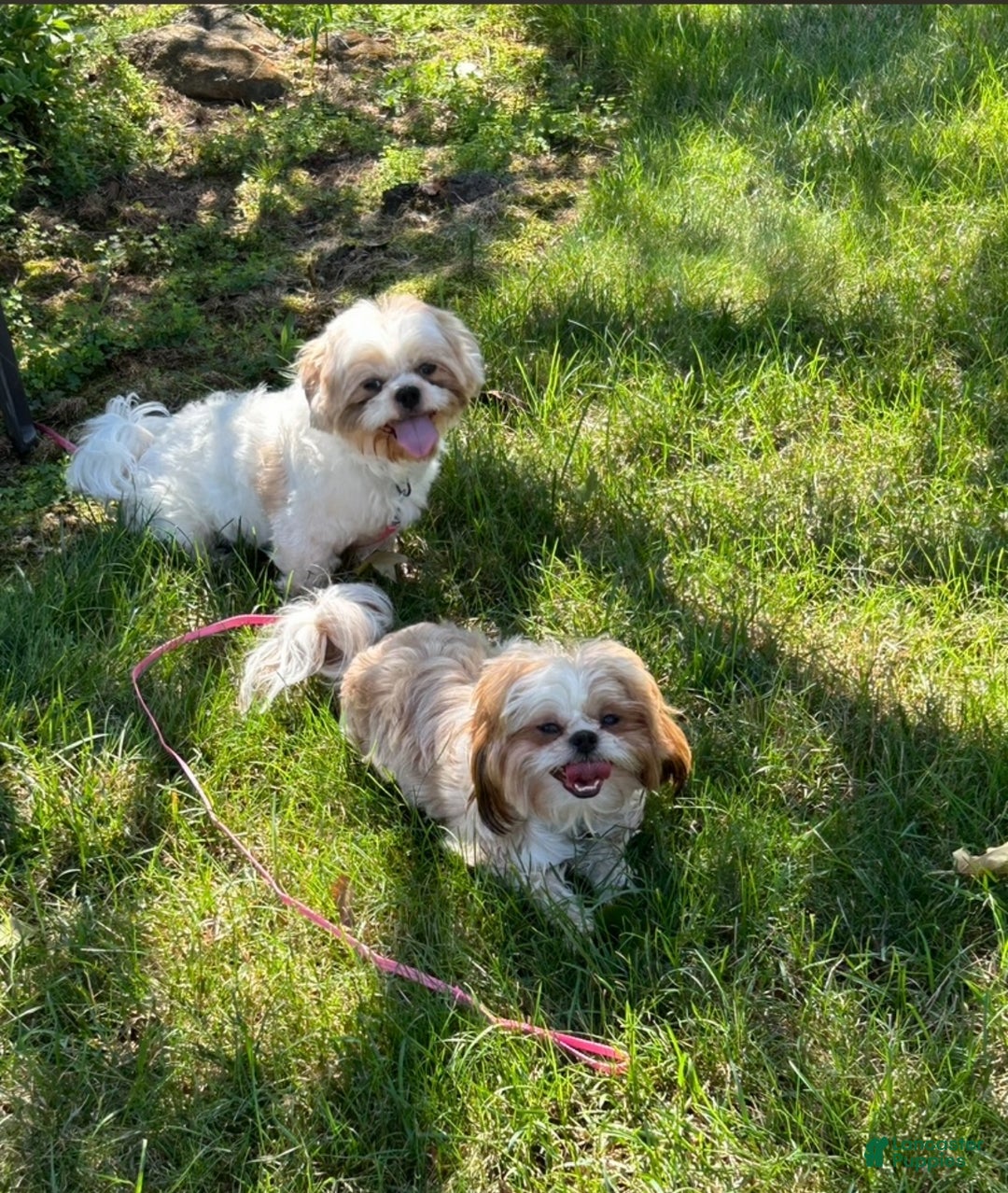 Shih Tzu dogs for sale: Shih Tzu Puppy 1 - Ad 9