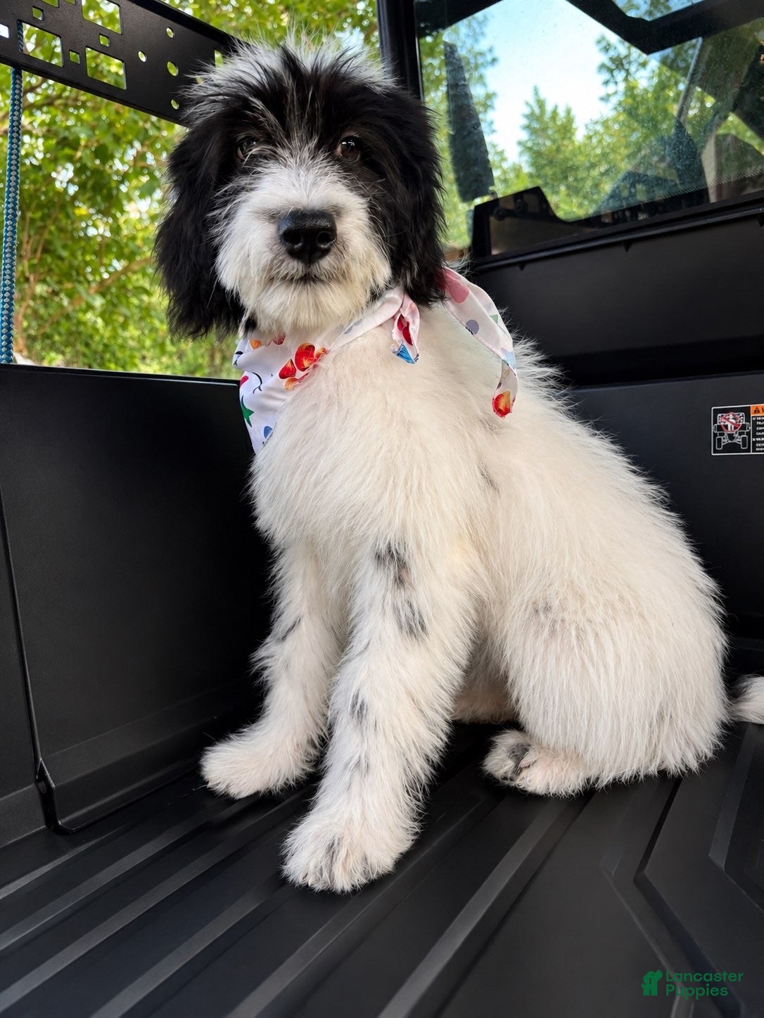 Mixed Breed dogs Mixed Breed 2 - Ad 2