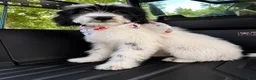 Mixed Breed dogs for sale: Mixed Breed 2 - Ad 2