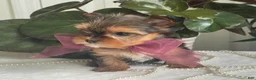 Biewer Terrier dogs for sale: Inka - Ad 11