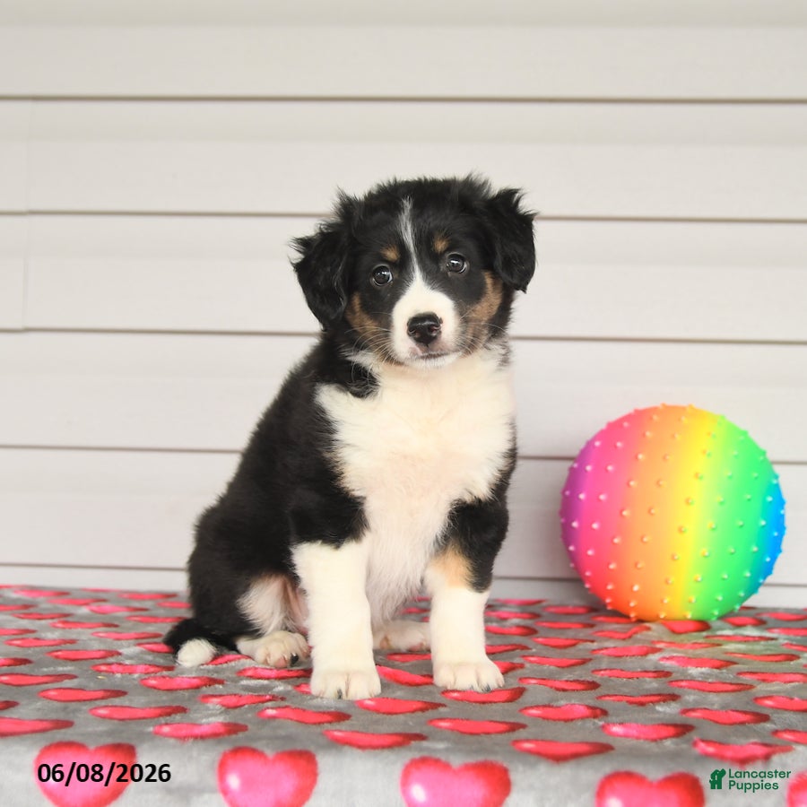 Mixed Breed dogs Kristy - Ad 1