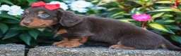 Miniature Dachshund dogs for sale:  Zane 🦴 - Ad 10
