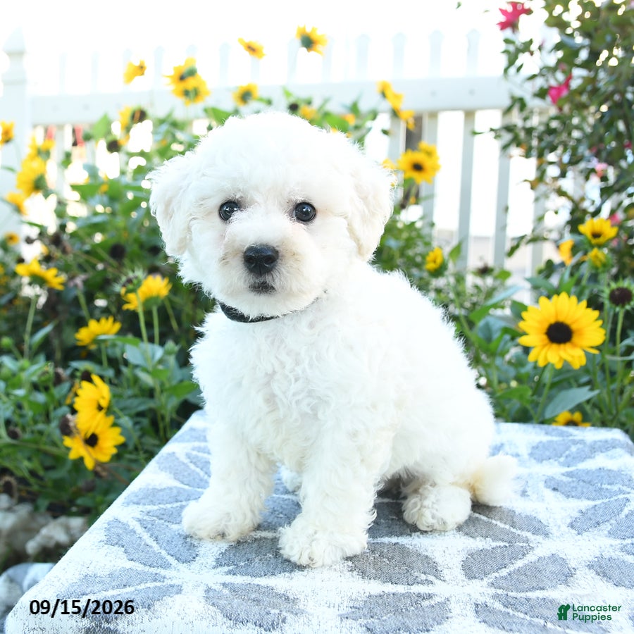 Bichon Frise dogs Blackberry - Ad 2