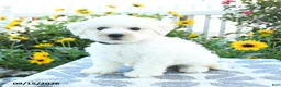 Bichon Frise dogs for sale: Blackberry - Ad 2