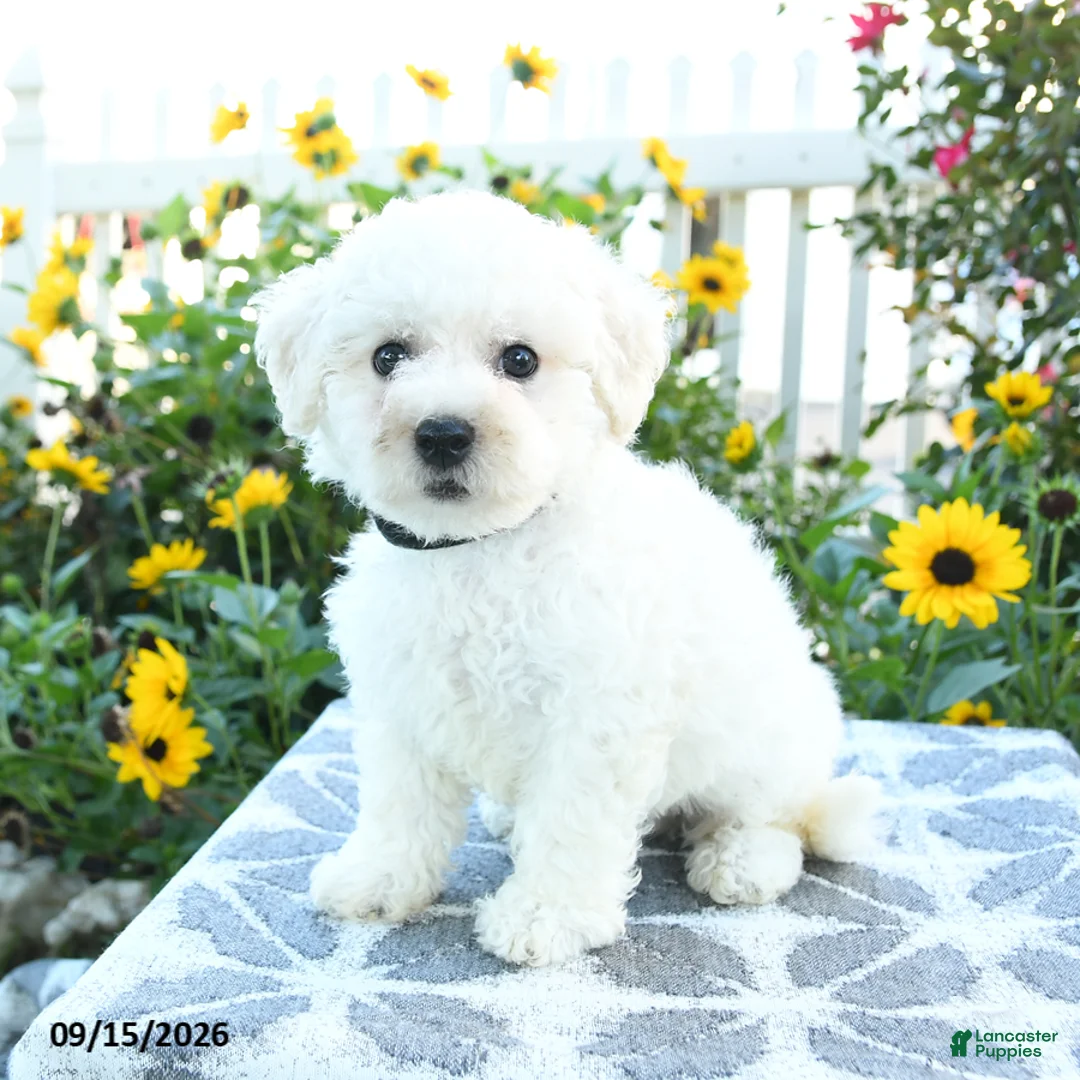 Bichon Frise dogs for sale: Blackberry - Ad 2