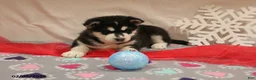 Alaskan Malamute dogs for sale: Bear - Ad 5