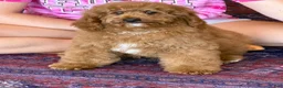 Miniature Labradoodle dogs for sale: Maverick - Ad 2