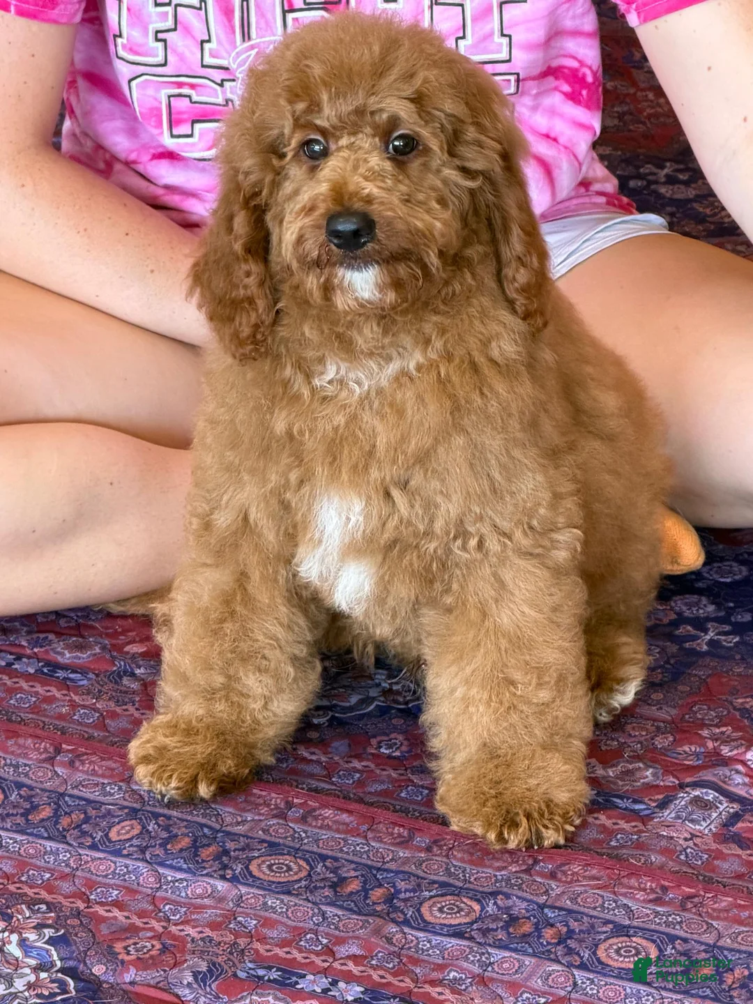Miniature Labradoodle dogs for sale: Maverick - Ad 2