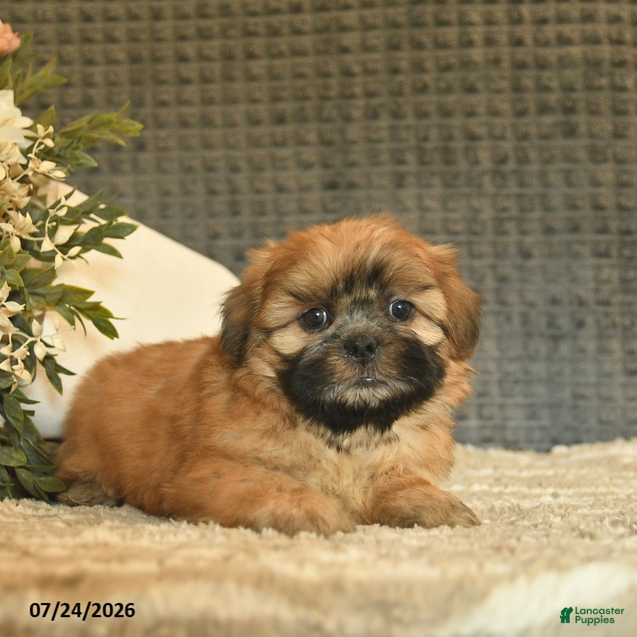Shih Tzu dogs Blaze  - Ad 2