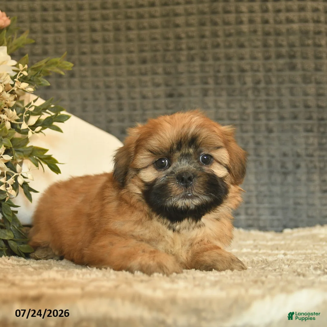 Shih Tzu dogs for sale: Blaze  - Ad 2