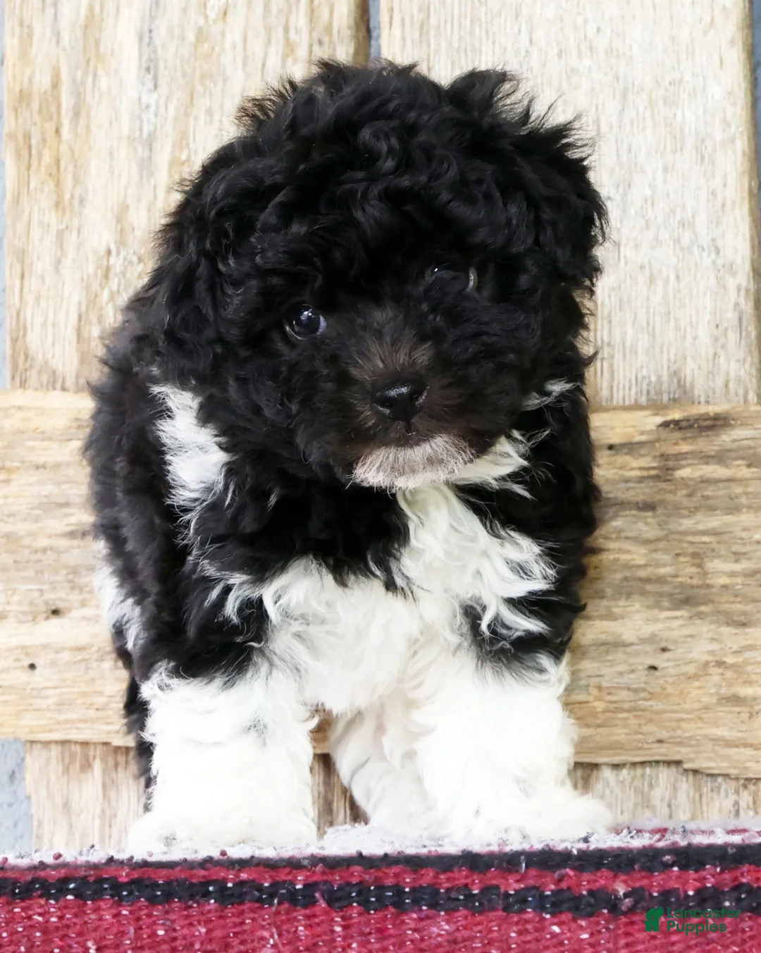Havanese dogs for sale: Bethany - Ad 1